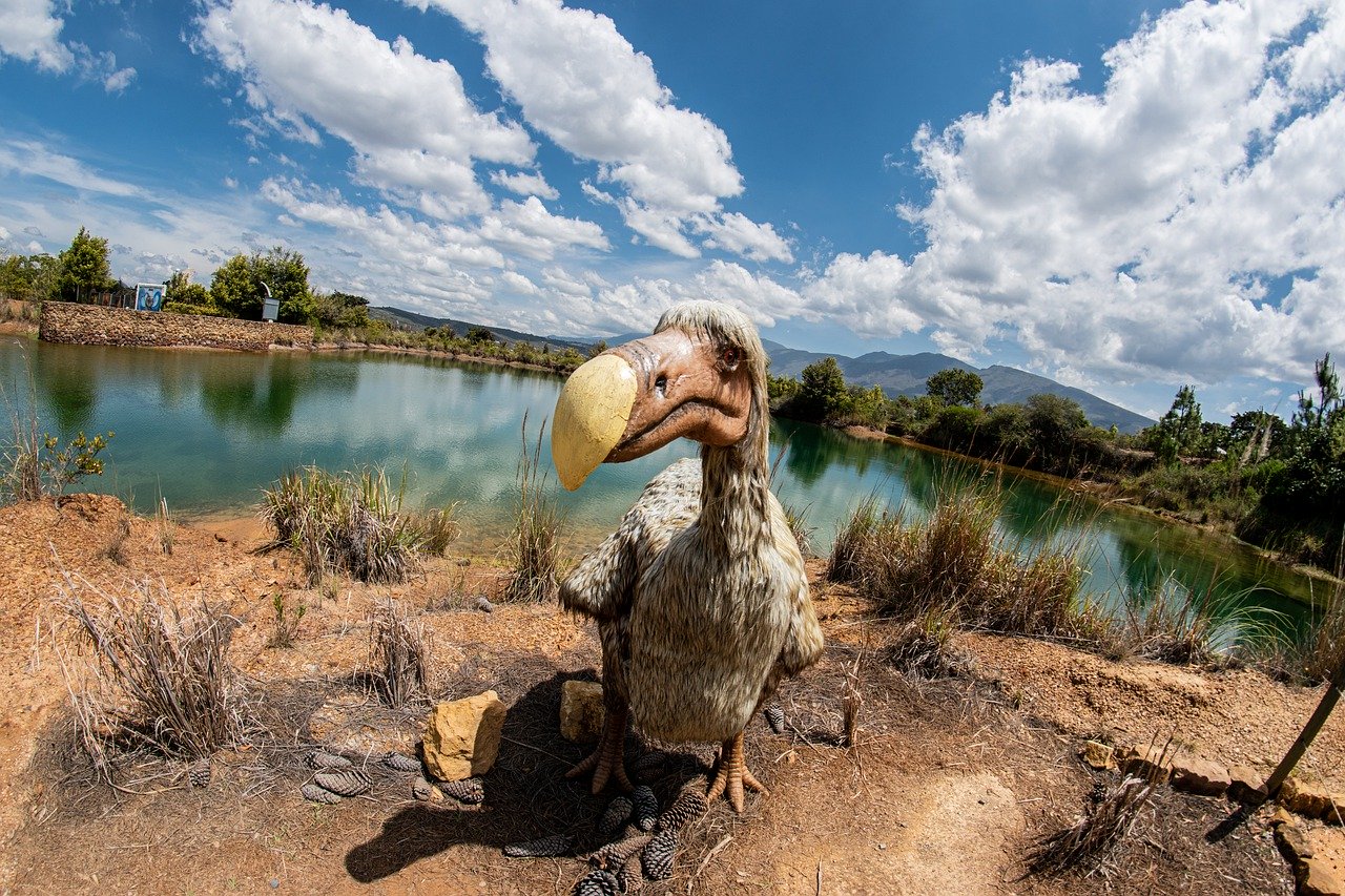 Déséteindre » le dodo, disparu depuis plus de 300 ans : vraie